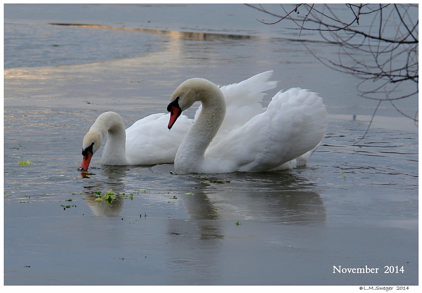 Shelter Swans