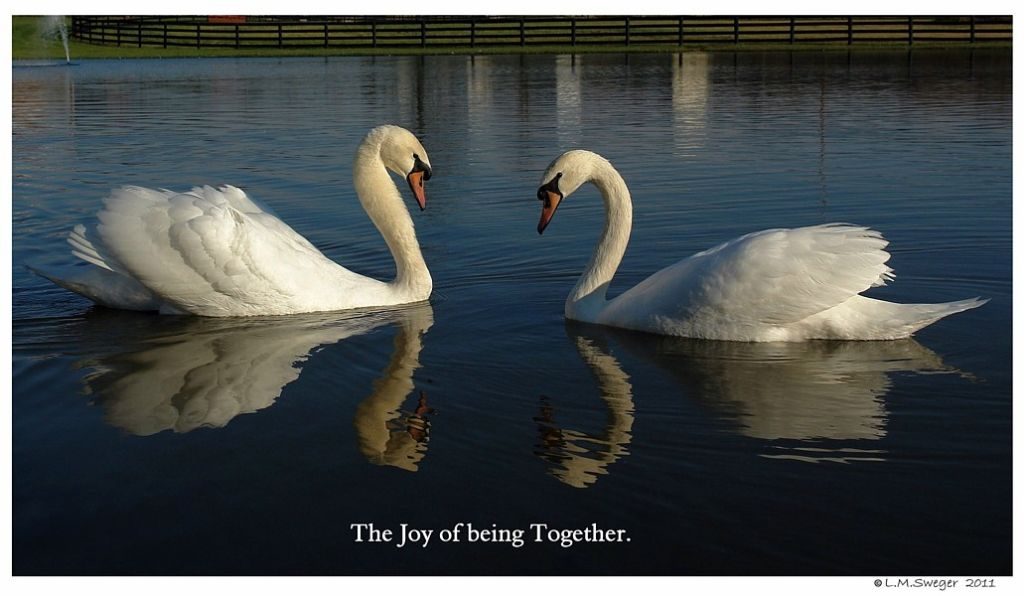 Mute Swans Courting