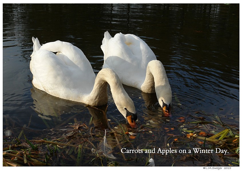 Vegetables for Swans