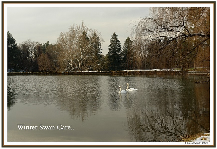 Swans Winter Care