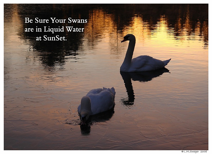 Winter Swan Care