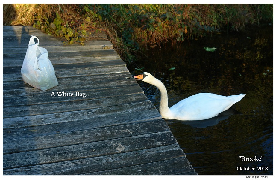 Mute Swans White Bag Effect