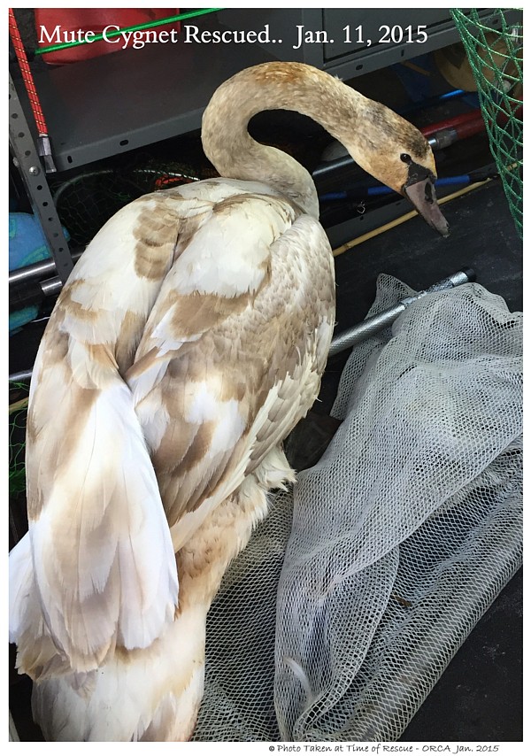 Rescued Mute Swan Cygnet