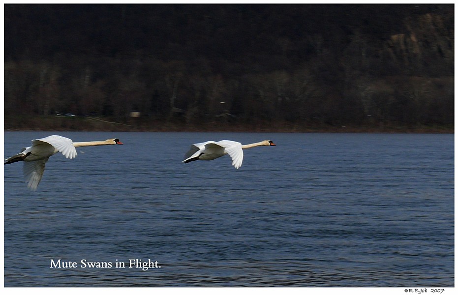 Mute Swans Flying
