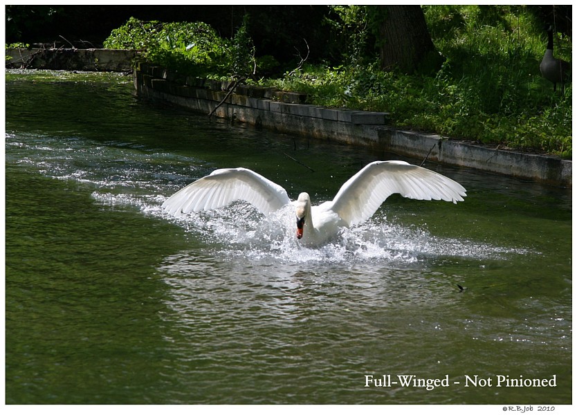 Mute Swan Full Wing