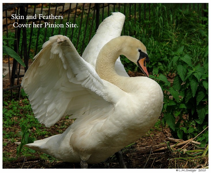 Pinion Swan Cygnets