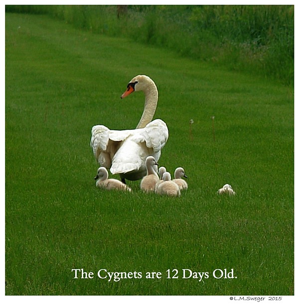 Swan Cygnets Days Old