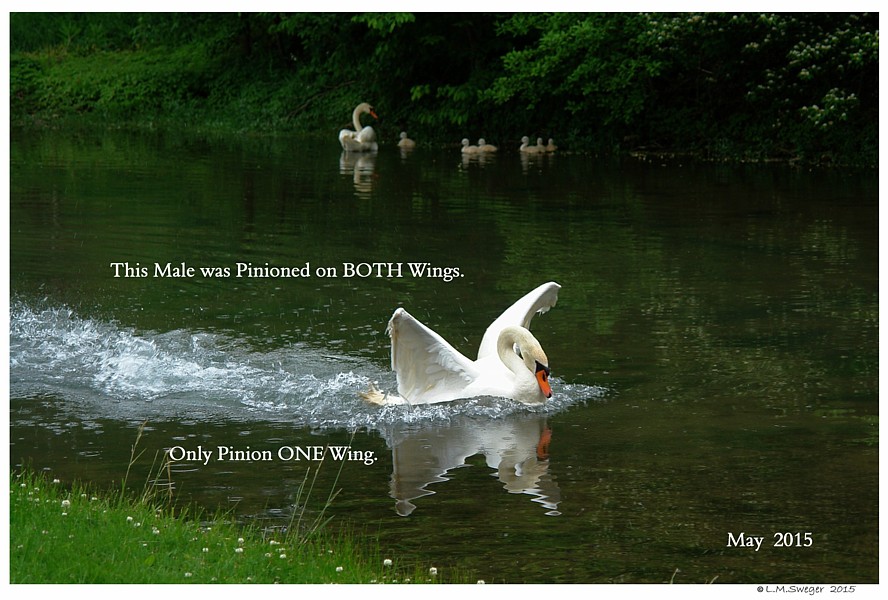 Mute Swan Pinioned