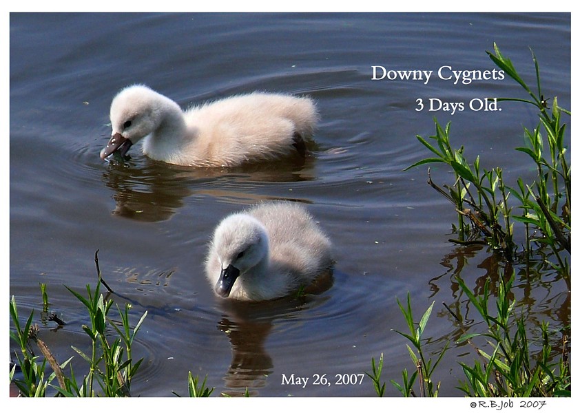Mute Swan Cygnets