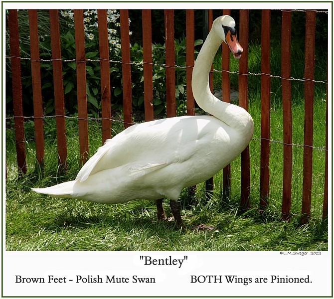 Mute Swan Pinioned