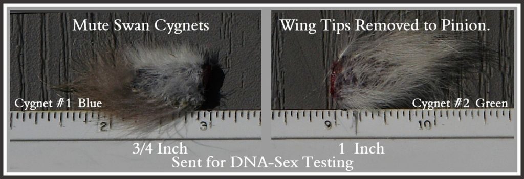 Pinioned Wing Tips for DNA