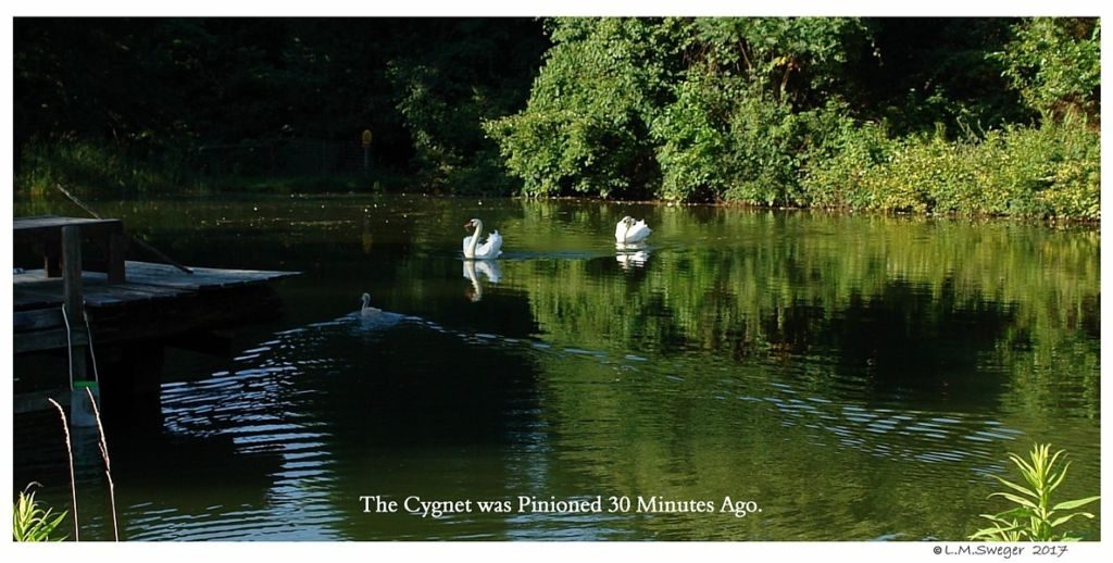 Pinion Swan Cygnet
