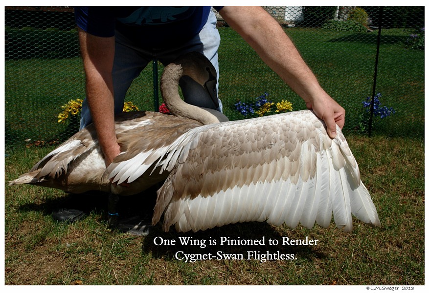 Swan Cygnet Wing Pinion