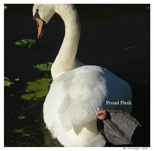 Pinion Swan Cygnets