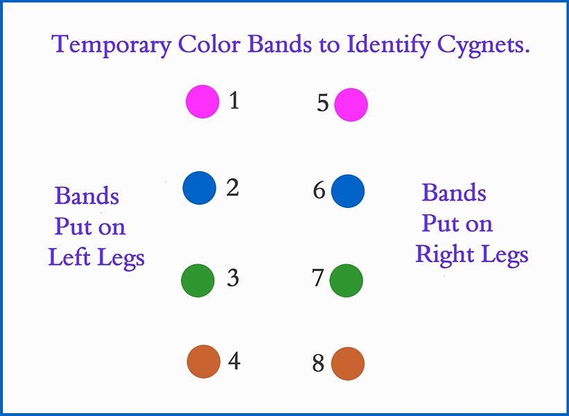 Colored Bands to ID Cygnets