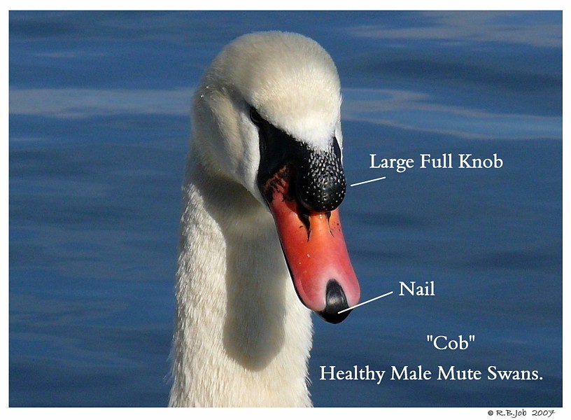 Mute Swan Cob Beak