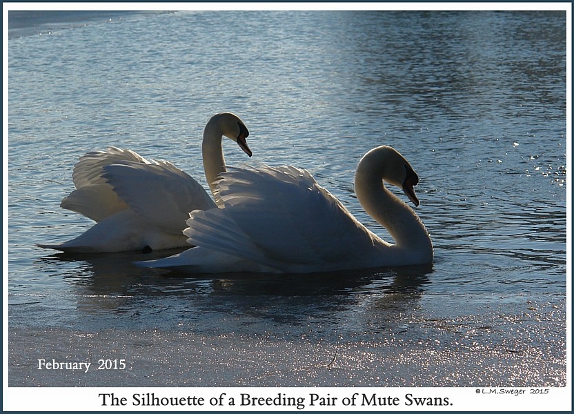 Mute Swan Brood Pair