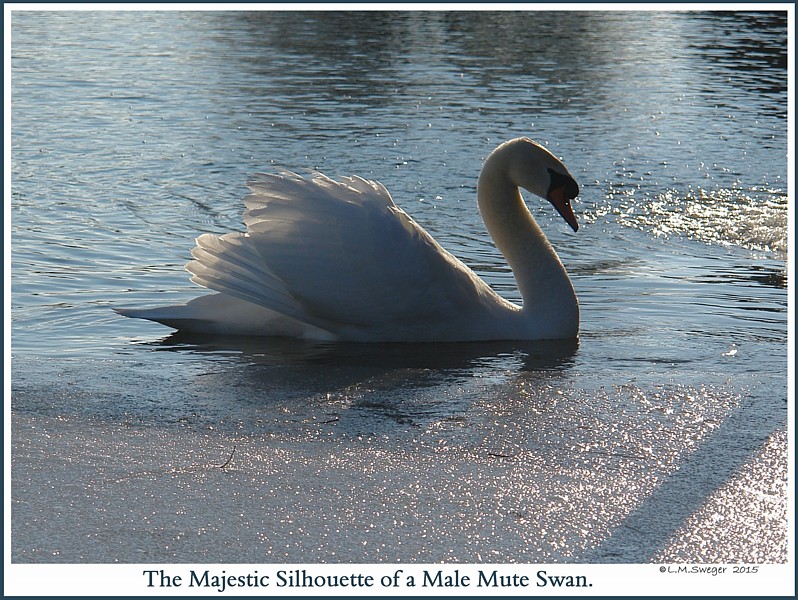 Mute Swan Cob