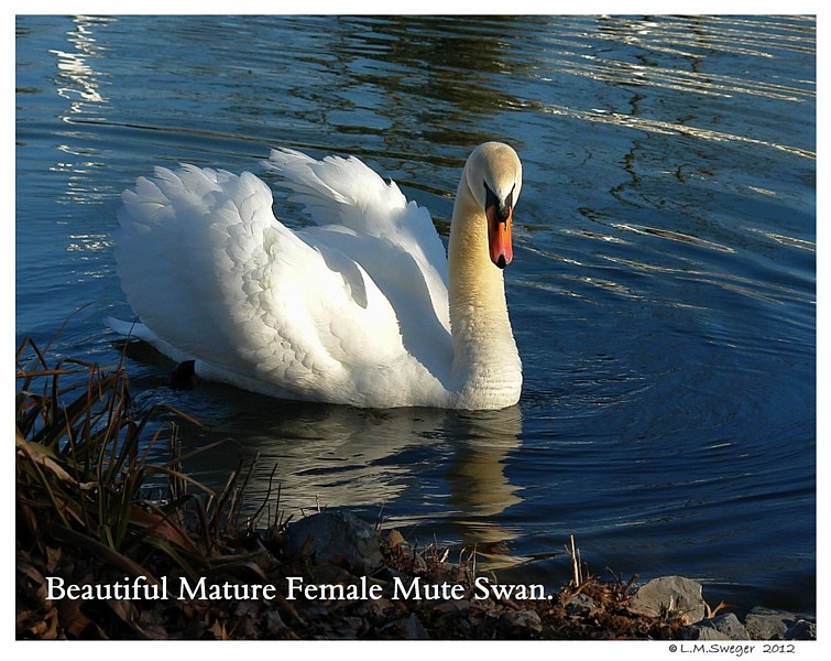 Mute Swan Pen