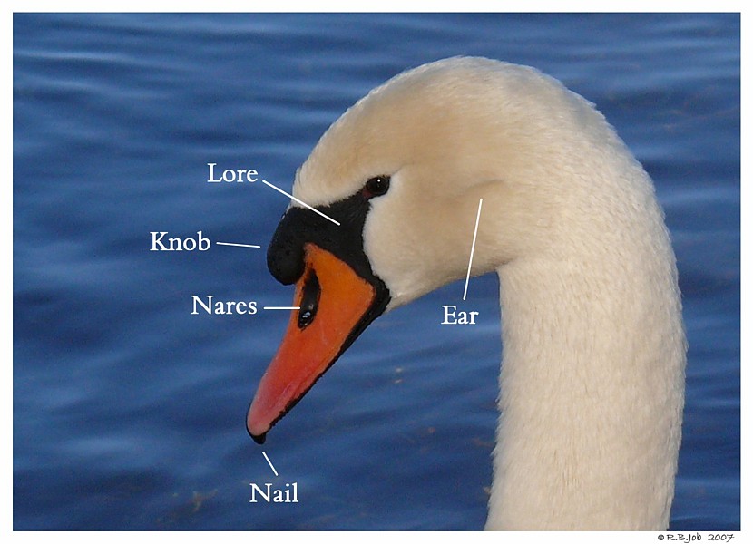 Mute Swan Head 