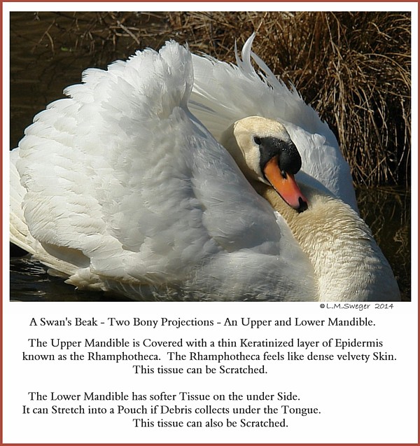 Mute Swan Beak