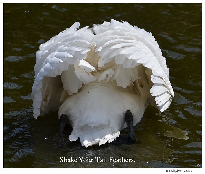 Mute Swan Tail