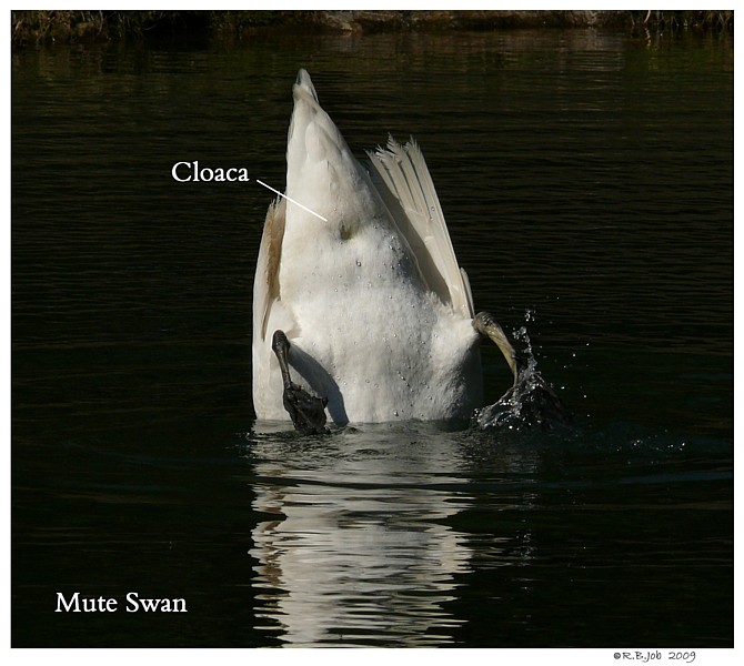 Mute Swan Cloaca