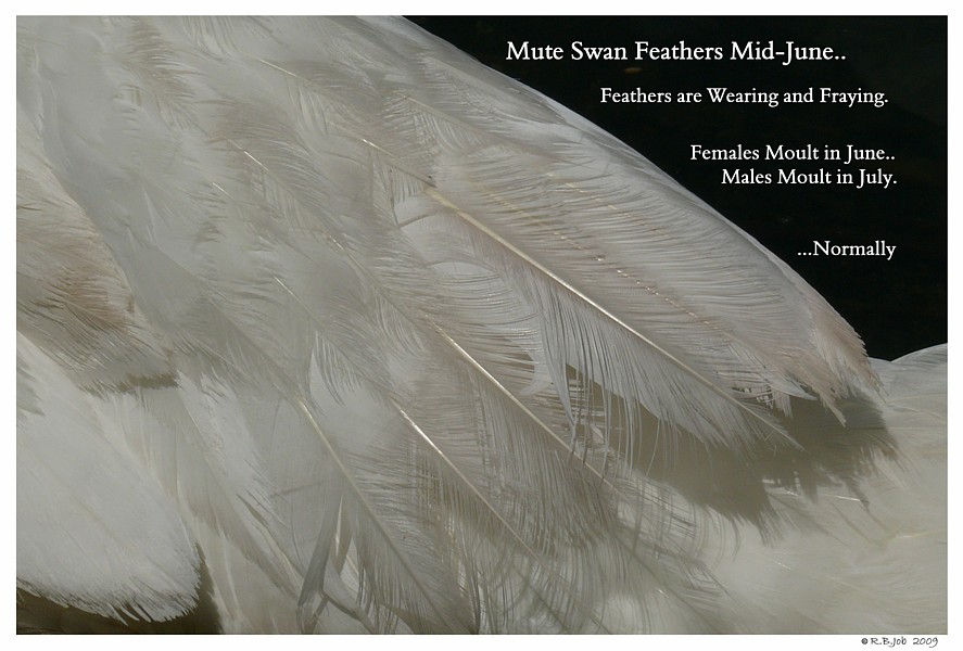 SWAN MOULTING Feathers