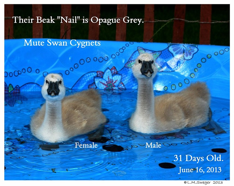 Mute Swan Nail