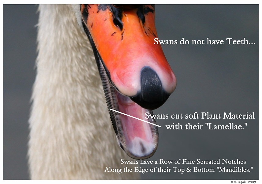 Mute Swan Anatomy