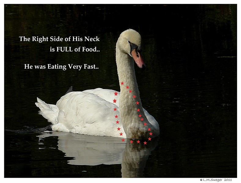  Mute Swan Anatomy