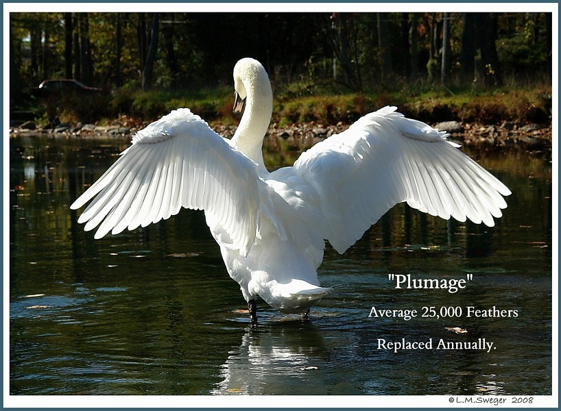 Mute Swan Plumage