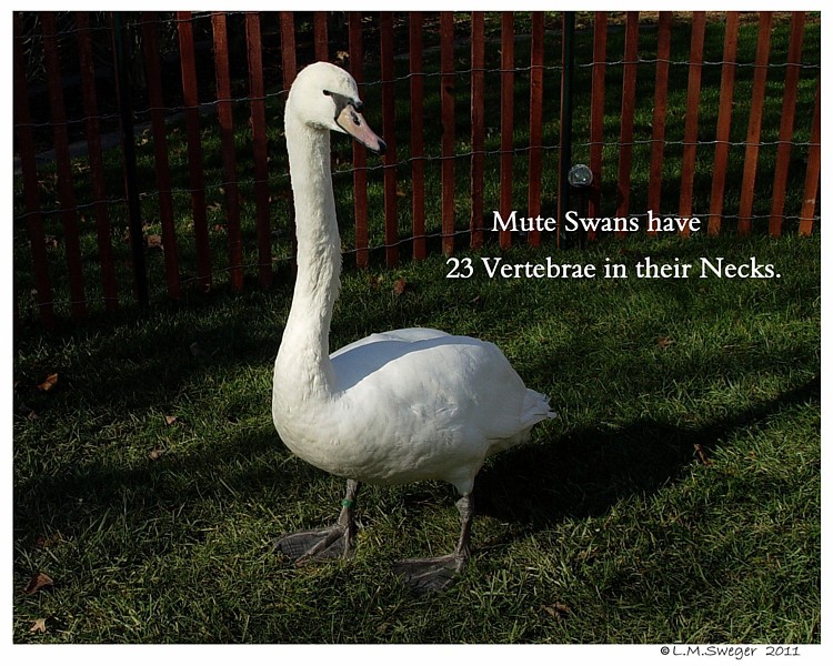 Mute Swan Anatomy