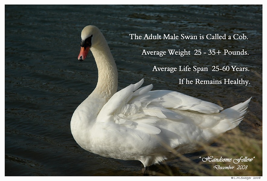 Mute Swan Cob Male