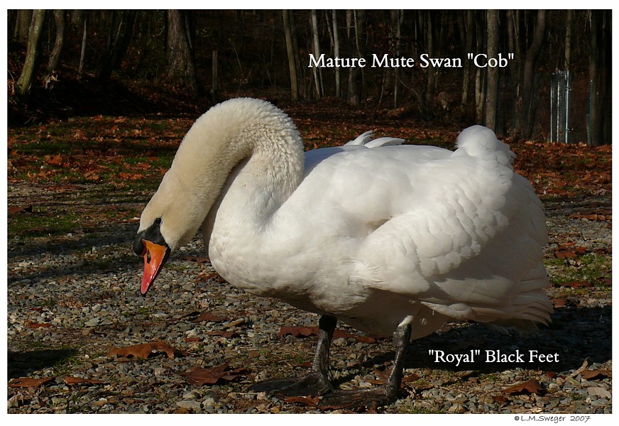 Royal Mute Swan