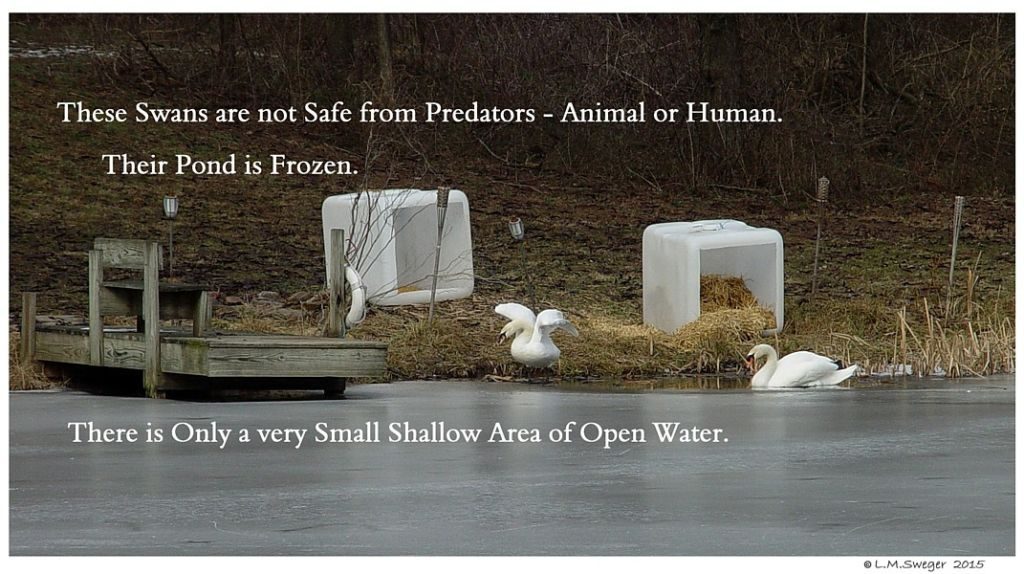Click to Enlarge Swan Need Open Water