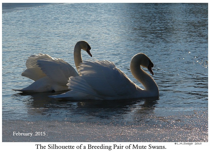 Royal Mute Swan