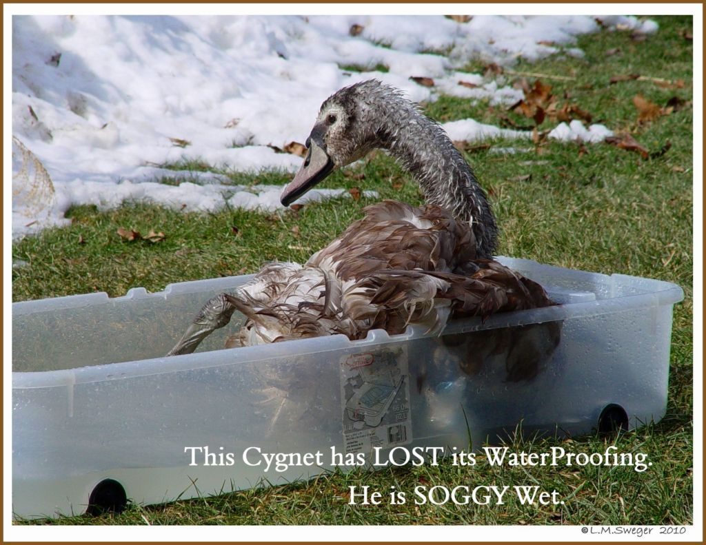 Click to Enlarge Swan Problems