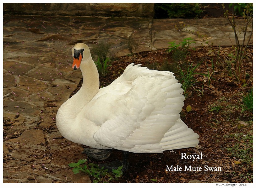  Royal Mute Swan
