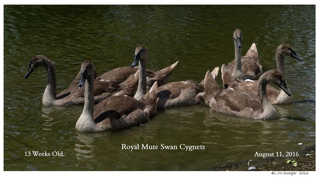Royal Mute Swan Cygnet