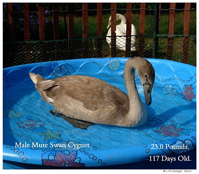 Royal Mute Swan Cygnet