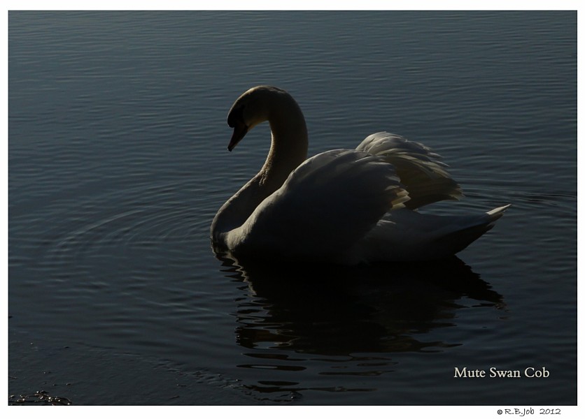  Royal Mute Swan
