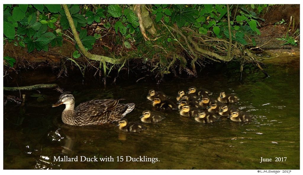 Click to Enlarge Mallard Ducks