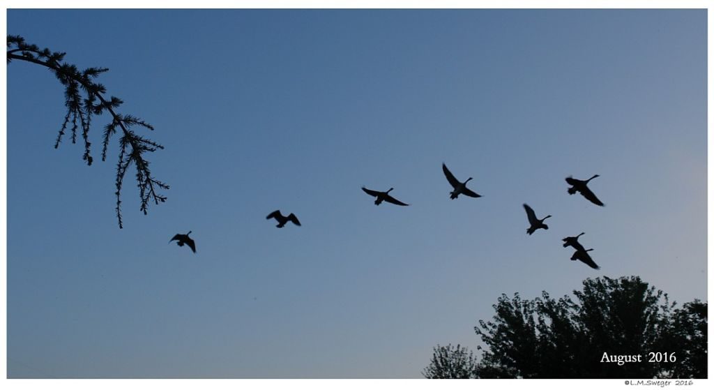 Click to Enlarge Migrating Canada Geese