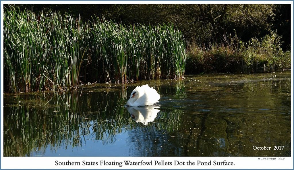 Click to Enlarge Southern States Floating Waterfowl Pellets Aut-O-Dine 25 Pole Mount