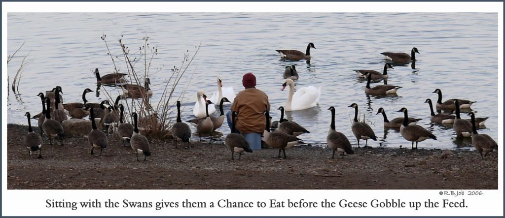 Click to Enlarge Feeding Swans
