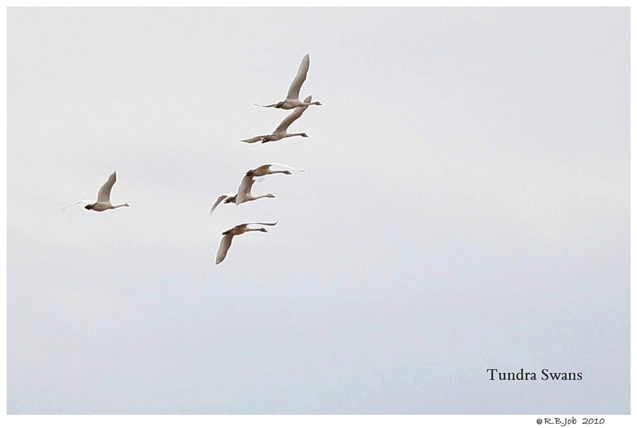 Wild Tundra Swans