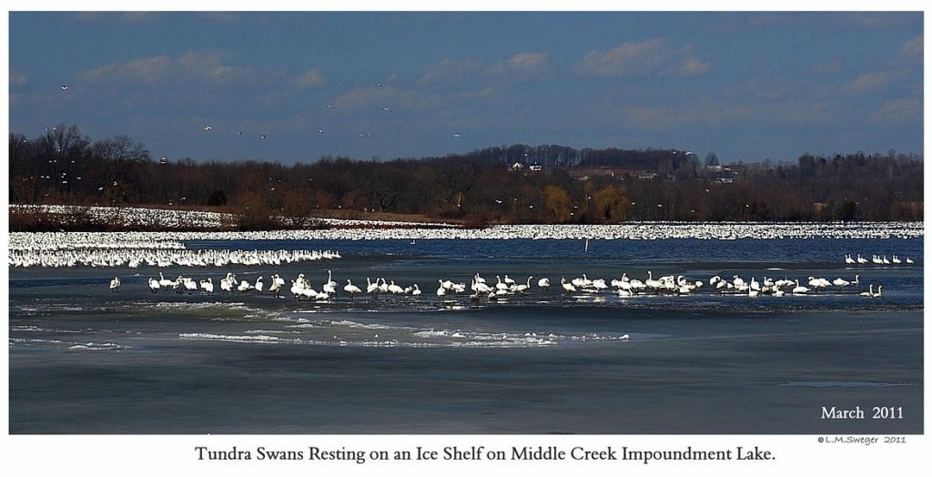  Migrating Tundra Swans