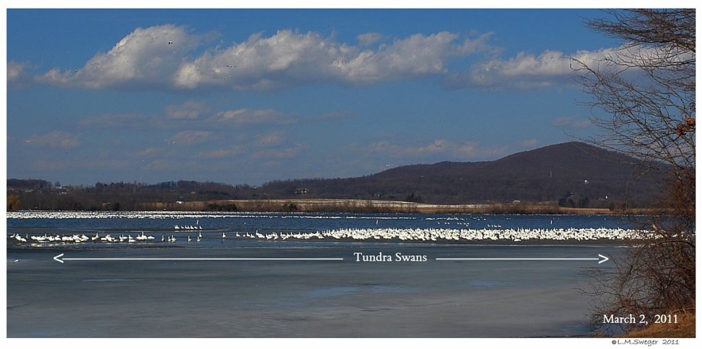 Tundra Swans Middle Creek