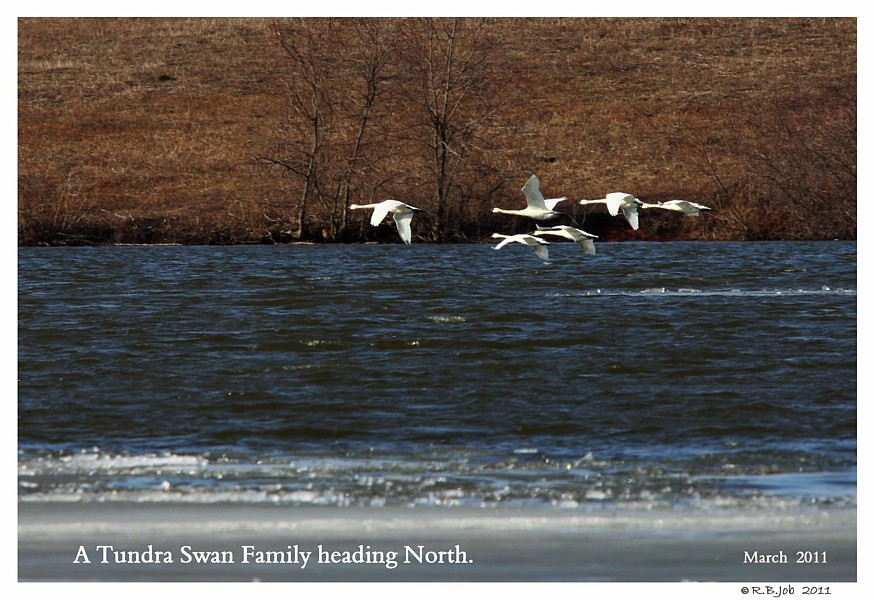 Tundra Swan Family